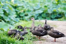 유토이미지 | 논병아리 004