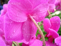 유토이미지 | 난꽃