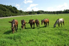 프리진 - 스톡 이미지, 사진, 일러스트, 벡터, 웹디자인. 이미지 사이트