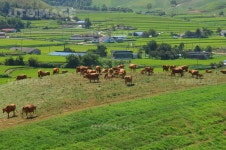 유토이미지 | 한우목장