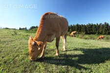 유토이미지 | 한우 목장