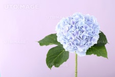 프리진 - 스톡 이미지, 사진, 일러스트, 벡터, 웹디자인. 이미지 사이트