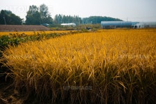 프리진 - 스톡 이미지, 사진, 일러스트, 벡터, 웹디자인. 이미지 사이트