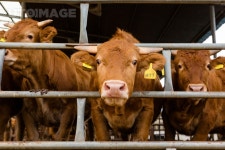 프리진 - 스톡 이미지, 사진, 일러스트, 벡터, 웹디자인. 이미지 사이트