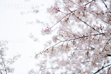 프리진 - 스톡 이미지, 사진, 일러스트, 벡터, 웹디자인. 이미지 사이트