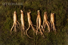 유토이미지 | 인삼홍삼_수삼 사진 이미지