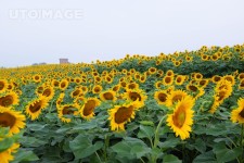 유토이미지 | 함안 강주마을 해바라기 축제 풍경