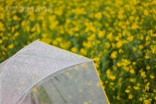 유토이미지 | 뚝방의 아름다운 유채꽃 풍경