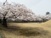 프리진 - 스톡 이미지, 사진, 일러스트, 벡터, 웹디자인. 이미지 사이트