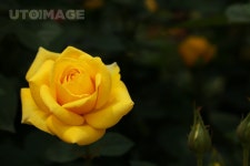 프리진 - 스톡 이미지, 사진, 일러스트, 벡터, 웹디자인. 이미지 사이트