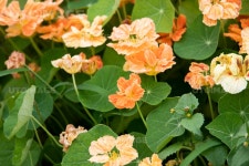 프리진 - 스톡 이미지, 사진, 일러스트, 벡터, 웹디자인. 이미지 사이트