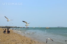 유토이미지 | 해수욕장 갈매기