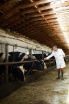 Full length portrait of mature farm worker wearing lab coat examining cows in cattle shed of dairy factory, copy space | 유토이미지... 
