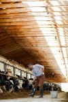 유토이미지 | Full length portrait of modern farm worker cleaning up in sunlit cow shed, copy space 유토이미지 | Full length... 