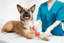 유토이미지 | Gloved veterinarian binding paw of dog patient with red elastic bandage