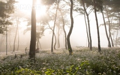 프리진 - 스톡 이미지, 사진, 일러스트, 벡터, 웹디자인. 이미지 사이트