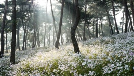 프리진 - 스톡 이미지, 사진, 일러스트, 벡터, 웹디자인. 이미지 사이트