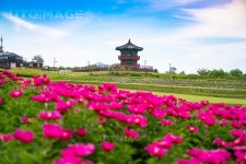 유토이미지 | 의성 조문국 사적지 작약밭