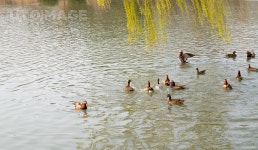 유토이미지 | 원앙새의 유영