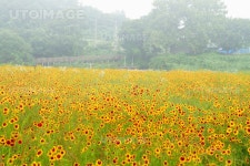 유토이미지 | 남평 드들강변의 황화국화 산책길