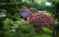 유토이미지 | 광주 포충사의 배롱나무꽃