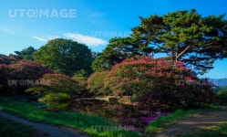 유토이미지 | 명옥헌 원림 배롱나무꽃