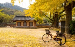 유토이미지 | 노랗게 물든 영광향교 은행나무