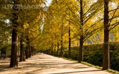 유토이미지 | 담양 메타세콰이아길의 추경