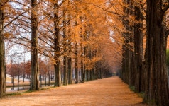 유토이미지 | 가을날 아침의 메타세콰이아길