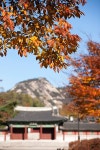 Cherry leaves, Gyeonghuigung, Seoul, Korea | 유토이미지 | 상세페이지 | 베이직샵 | 사진 | 20587778