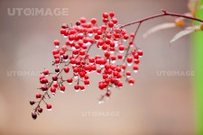 유토이미지 | Water droplets on Namcheon fruit.