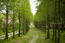 유토이미지 | 메타세콰이어 길