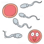 유토이미지 | vector set of sperm and egg