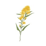 Wild goldenrod flower. Vintage botanical drawing of medical floral plant. Solidago nemoralis, meadow herb. Realistic blooming... 