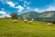 유토이미지 | 대관령 삼양목장