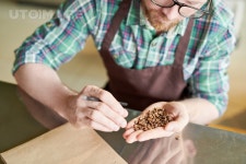 유토이미지 | Crop shot portrait of modern barista holding handful of fresh coffee beans and checking quality of roast in... 
