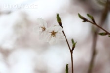 유토이미지 | 꽃가지