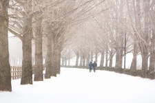 유토이미지 | 가로수길