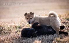 프리진 - 스톡 이미지, 사진, 일러스트, 벡터, 웹디자인. 이미지 사이트
