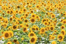 유토이미지 | 해바라기