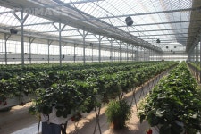 유토이미지 | 비닐하우스 딸기농장