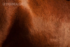 프리진 - 스톡 이미지, 사진, 일러스트, 벡터, 웹디자인. 이미지 사이트