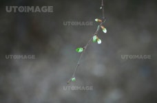 유토이미지 | 봄소식2