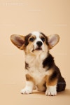 유토이미지 | cute fluffy welsh corgi puppy on beige background