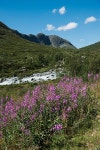 유토이미지 | beautiful flowers on Besseggen ridge in Jotunheimen National Park, Norway