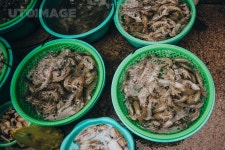 유토이미지 | top view of raw shrimps, lobsters, mussels and fish in plastic bowls, Ha Long, Vietnam