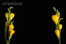 유토이미지 | close up view of beautiful yellow fresia flowers isolated on black