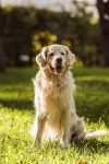 adorable golden retriever dog with tongue out sitting on grass in park | 유토이미지 | 상세페이지 | 베이직샵 | 사진 | 21187001