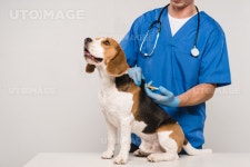 유토이미지 | cropped view of veterinarian microchipping beagle dog with syringe isolated on grey
