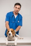 handsome veterinarian in blue coat with beagle dog isolated on grey | 유토이미지 | 상세페이지 | 베이직샵 | 사진 | 21206916